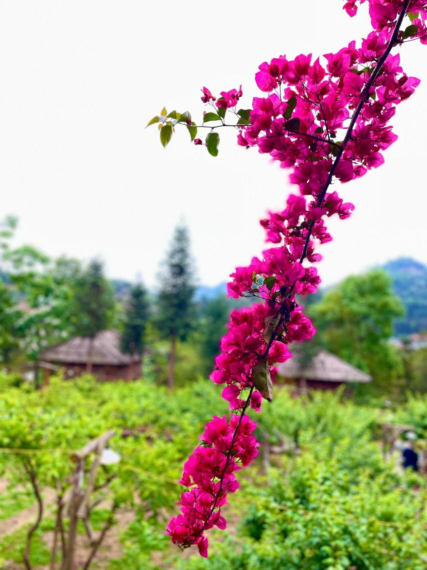 So H'Mong Homestay Bac Ha  Kültér fotó