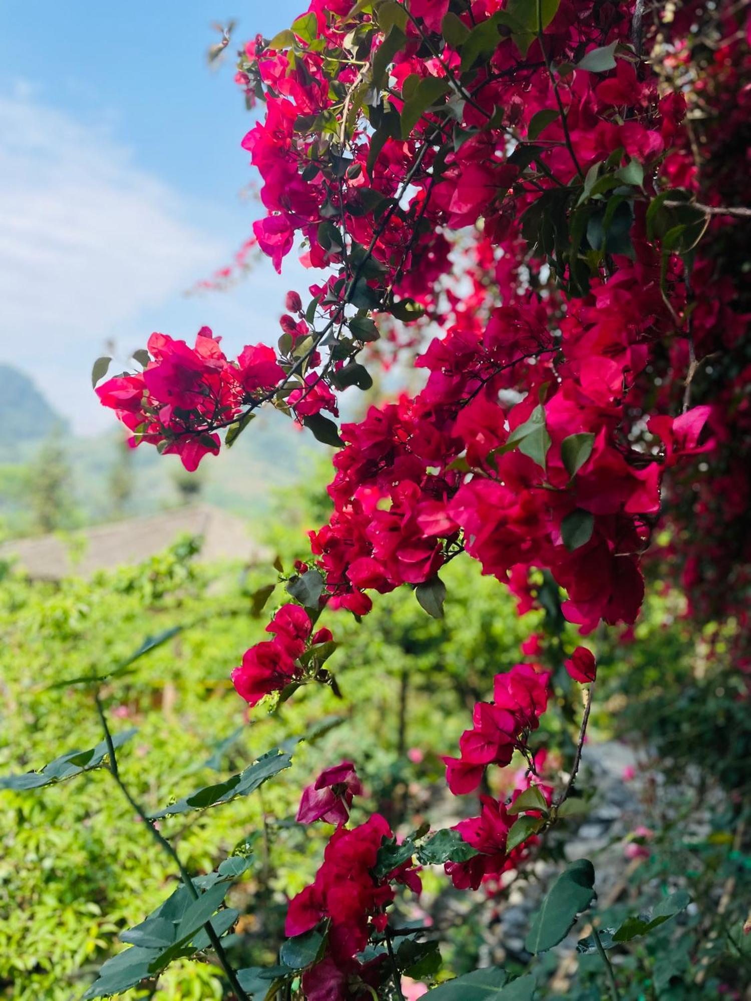 So H'Mong Homestay Bac Ha  Kültér fotó