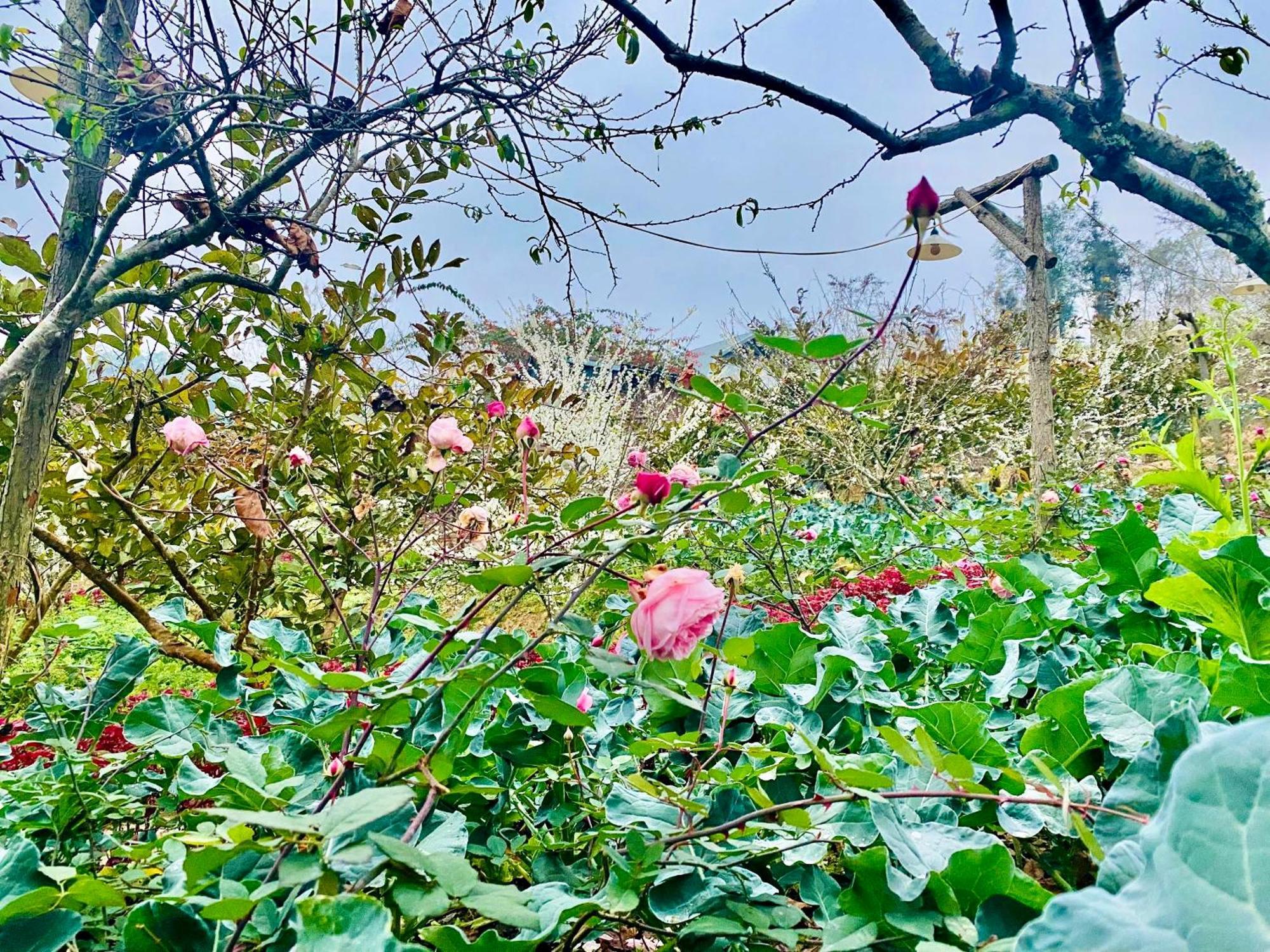 So H'Mong Homestay Bac Ha  Kültér fotó